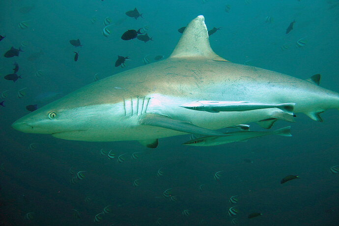Requin gris Maldives 2014